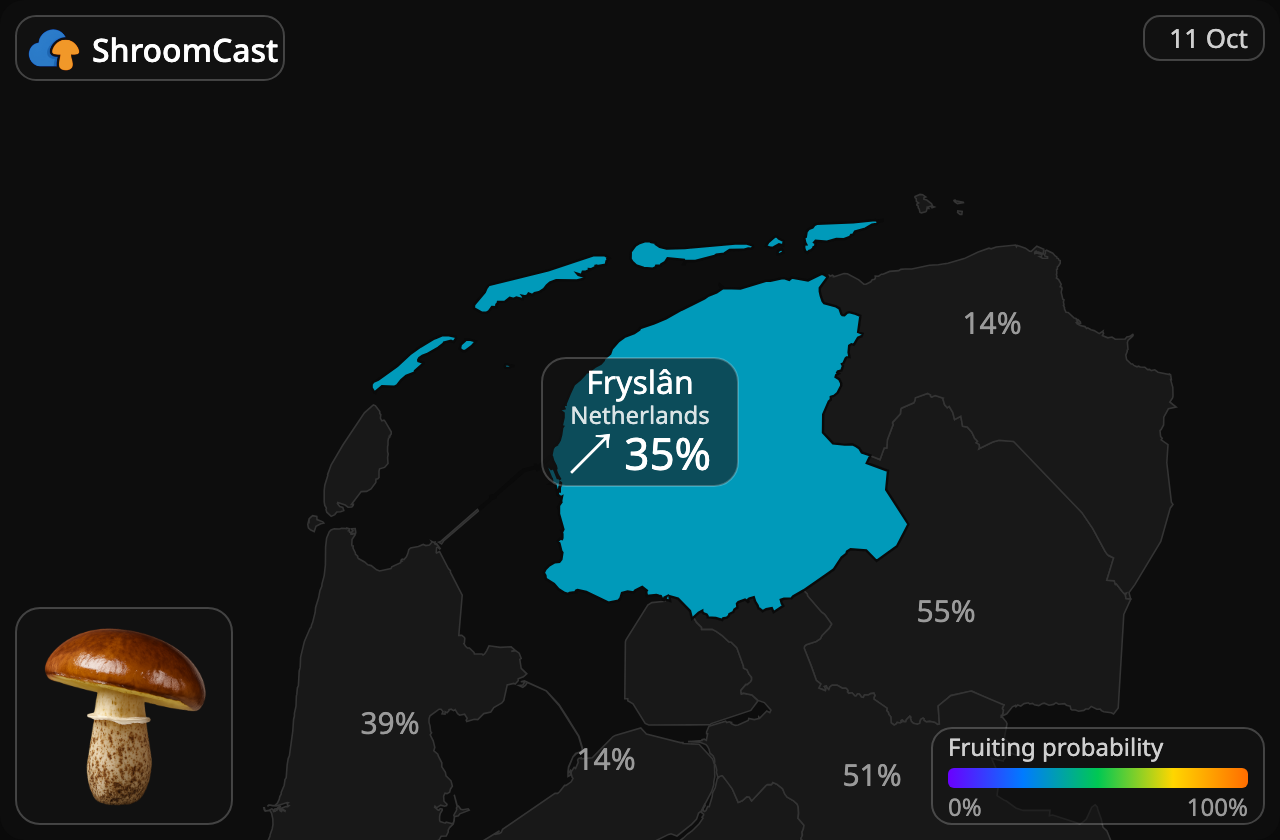 Boleto anillado Fryslân