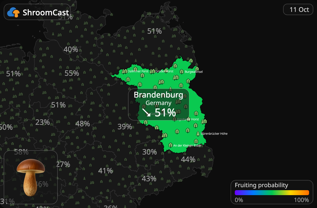 Boleto bayo Brandenburg