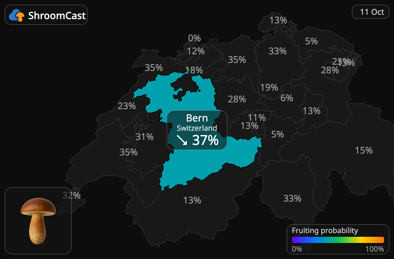 Boleto bayo Bern