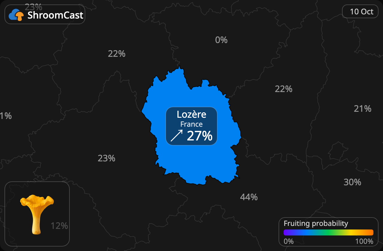 Rebozuelo Lozère