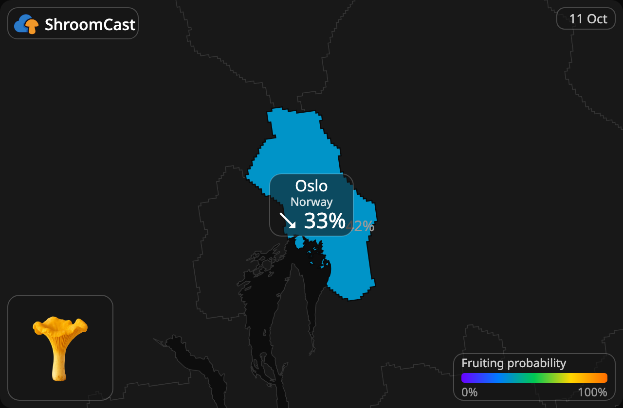 Rebozuelo Oslo