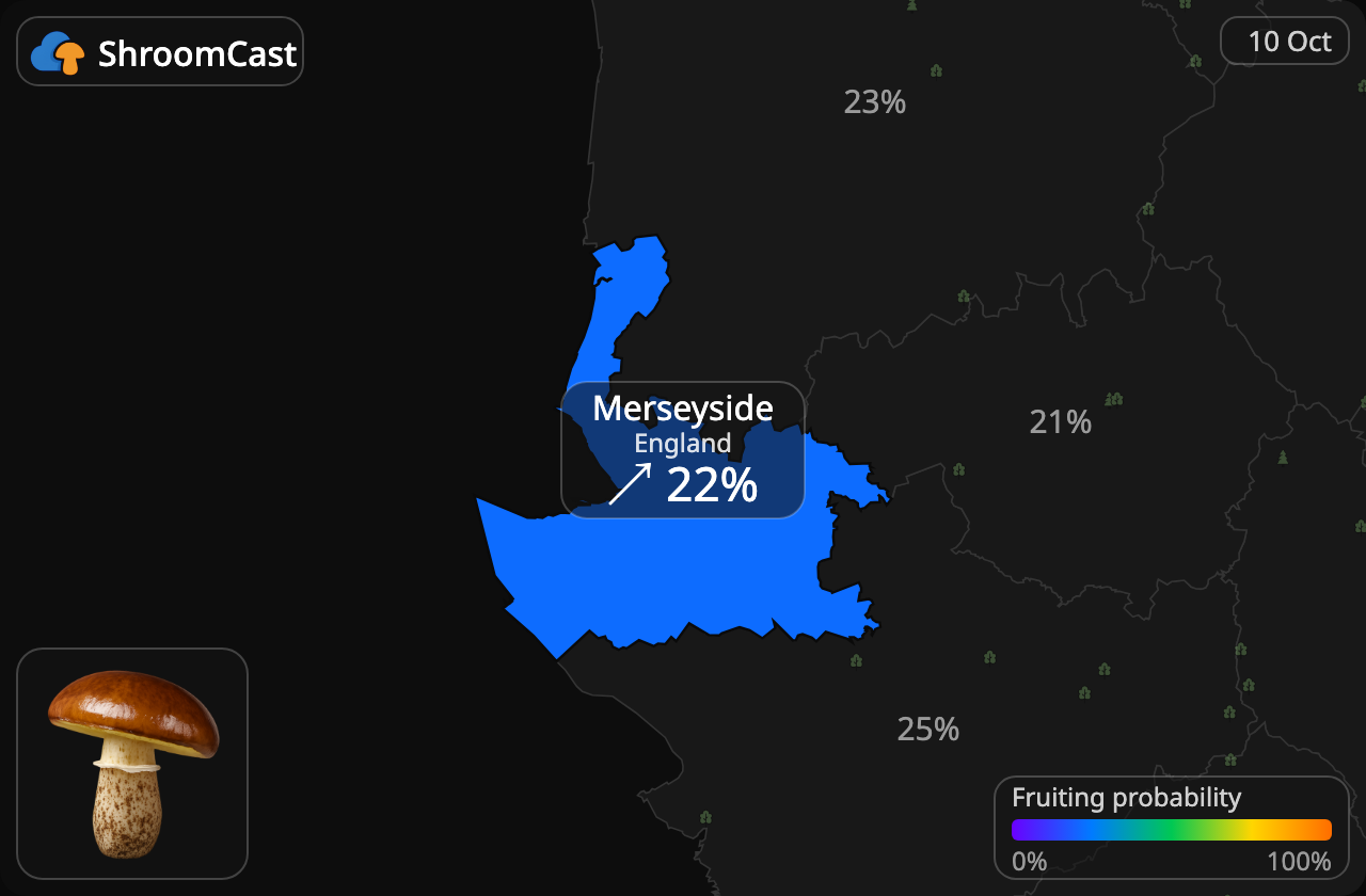 Boleto anillado Merseyside