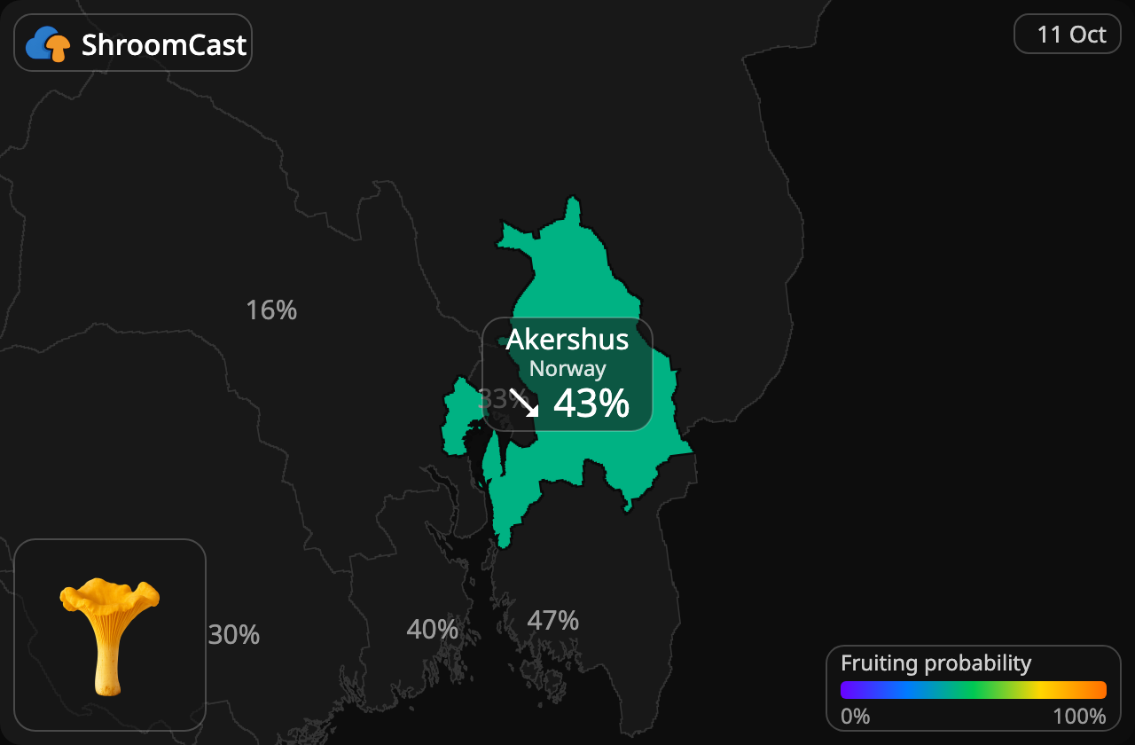 Rebozuelo Akershus