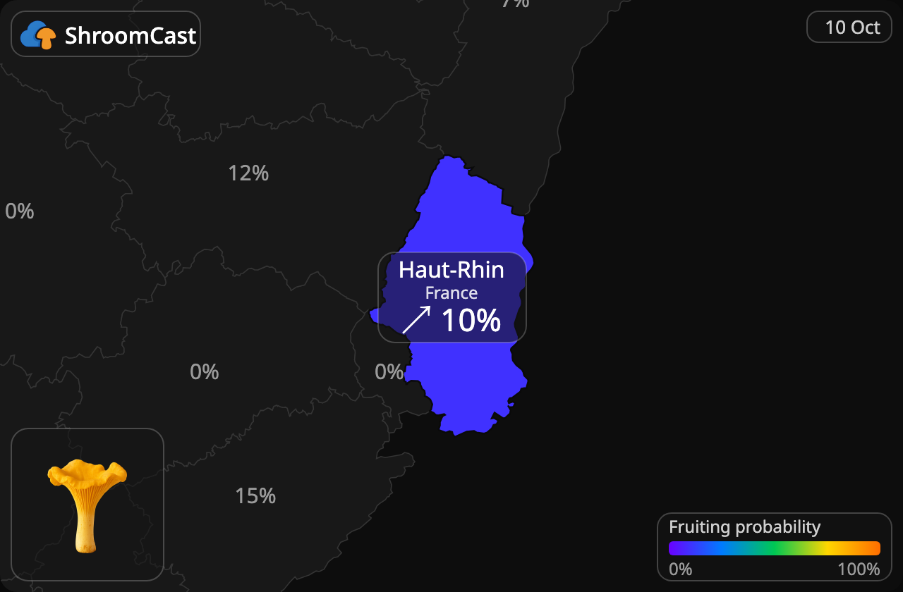 Rebozuelo Haut-Rhin