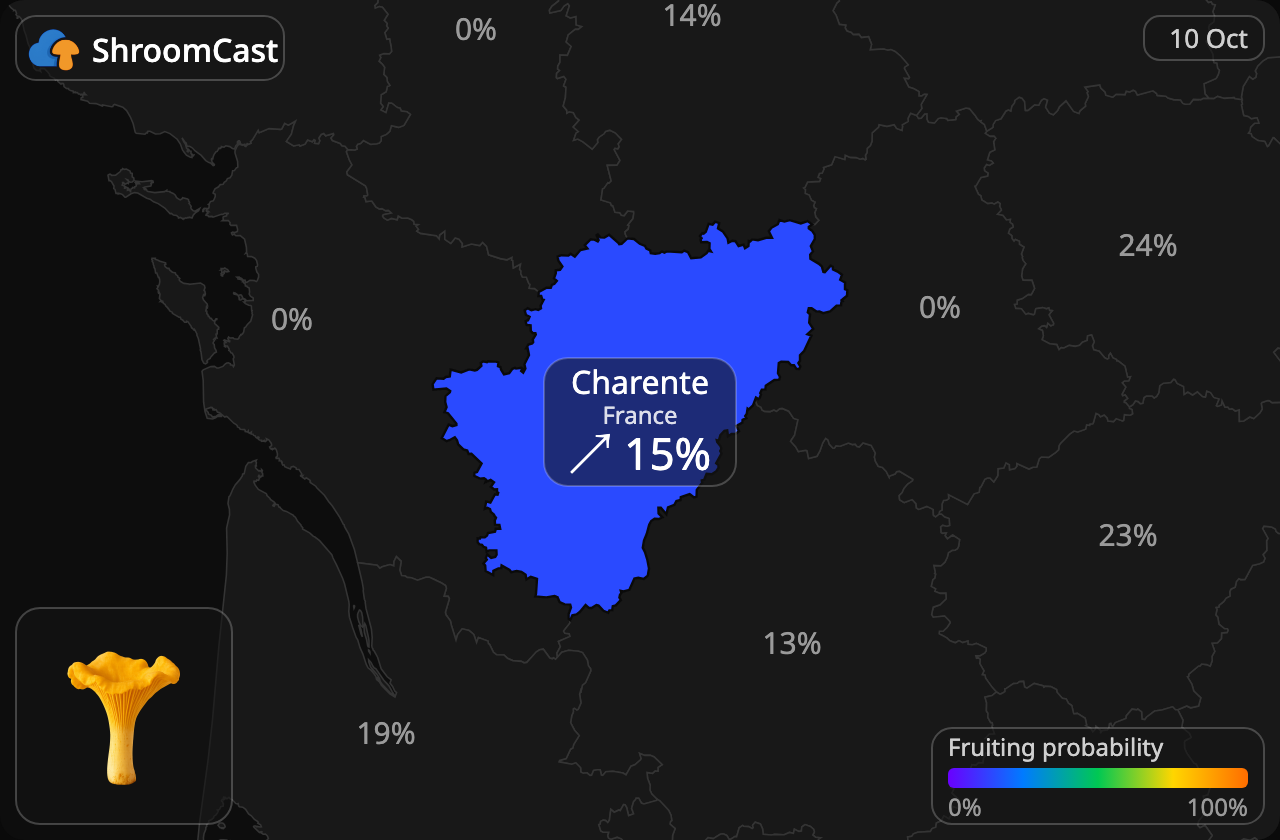 Rebozuelo Charente