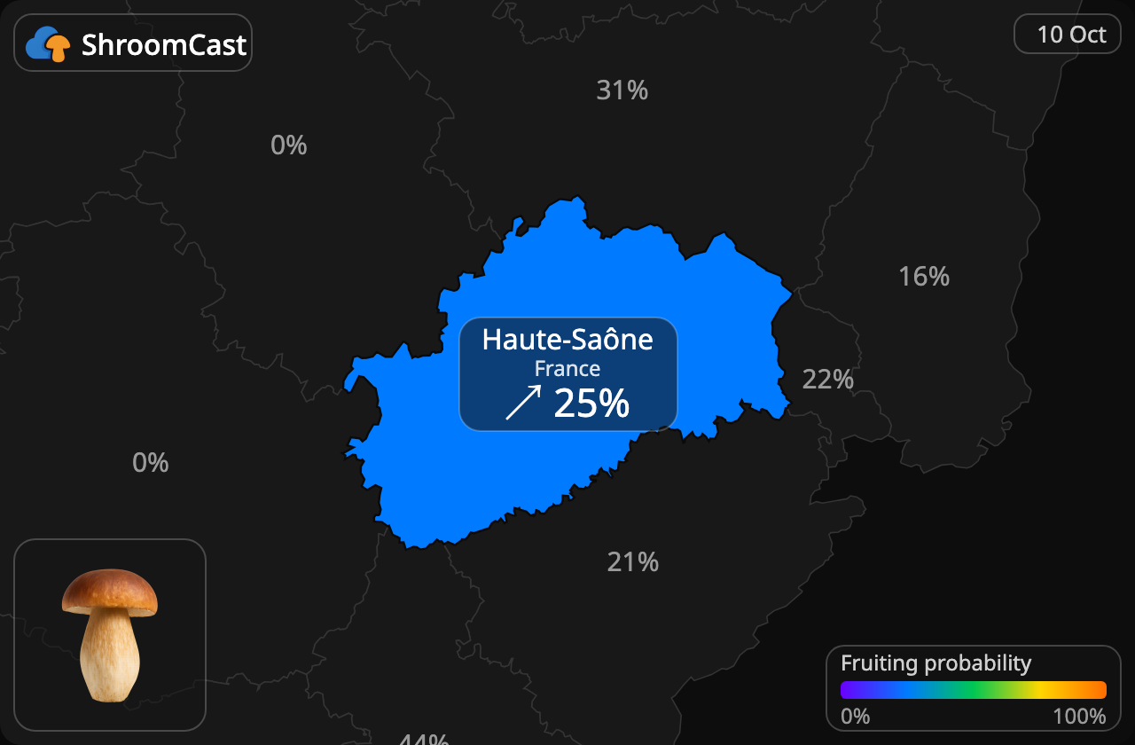 Boletus Haute-Saône