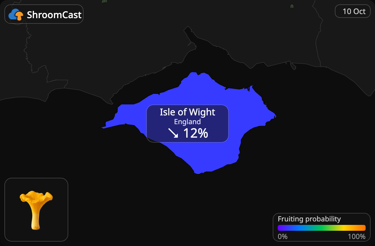Rebozuelo Isle of Wight