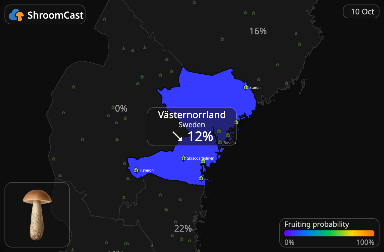 Boleto de abedul Västernorrland