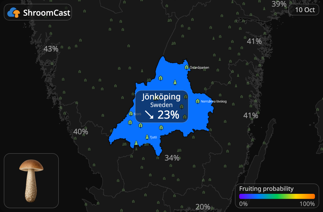 Boleto de abedul Jönköping