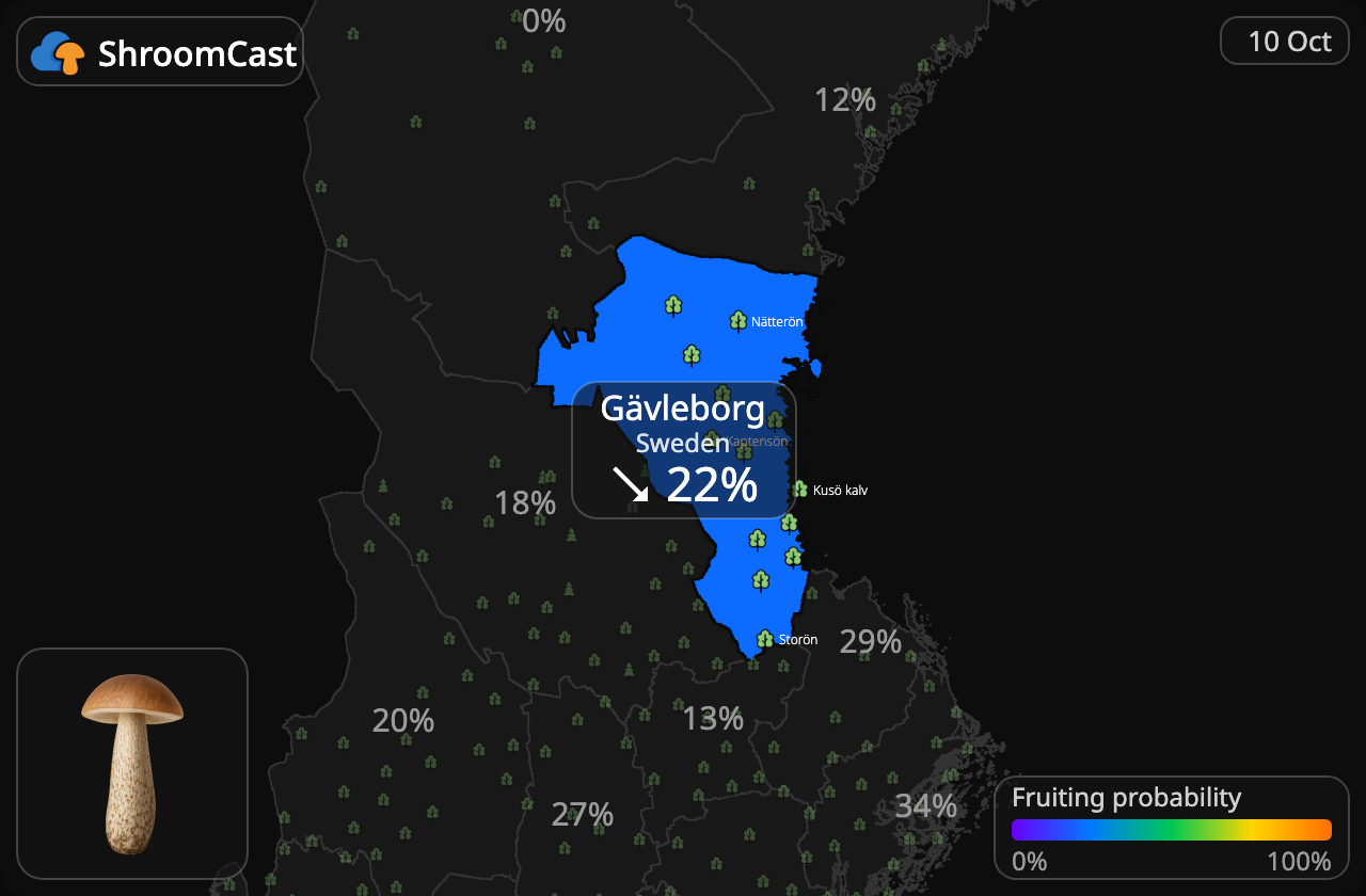 Boleto de abedul Gävleborg