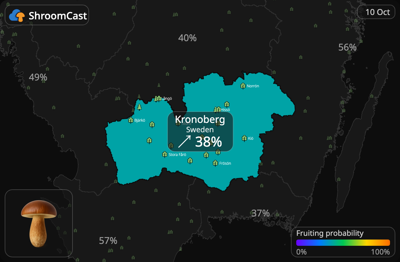 Boleto bayo Kronoberg