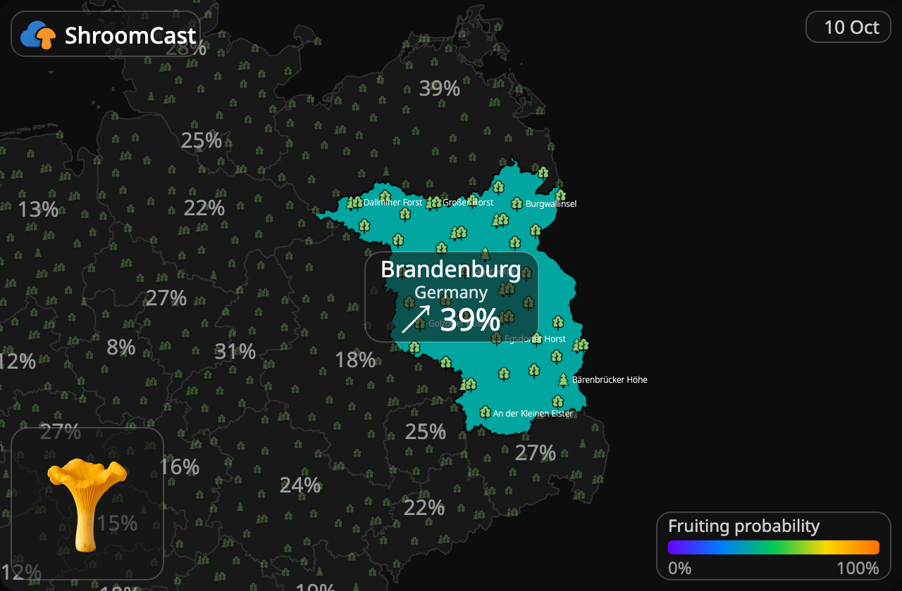 Rebozuelo Brandenburg