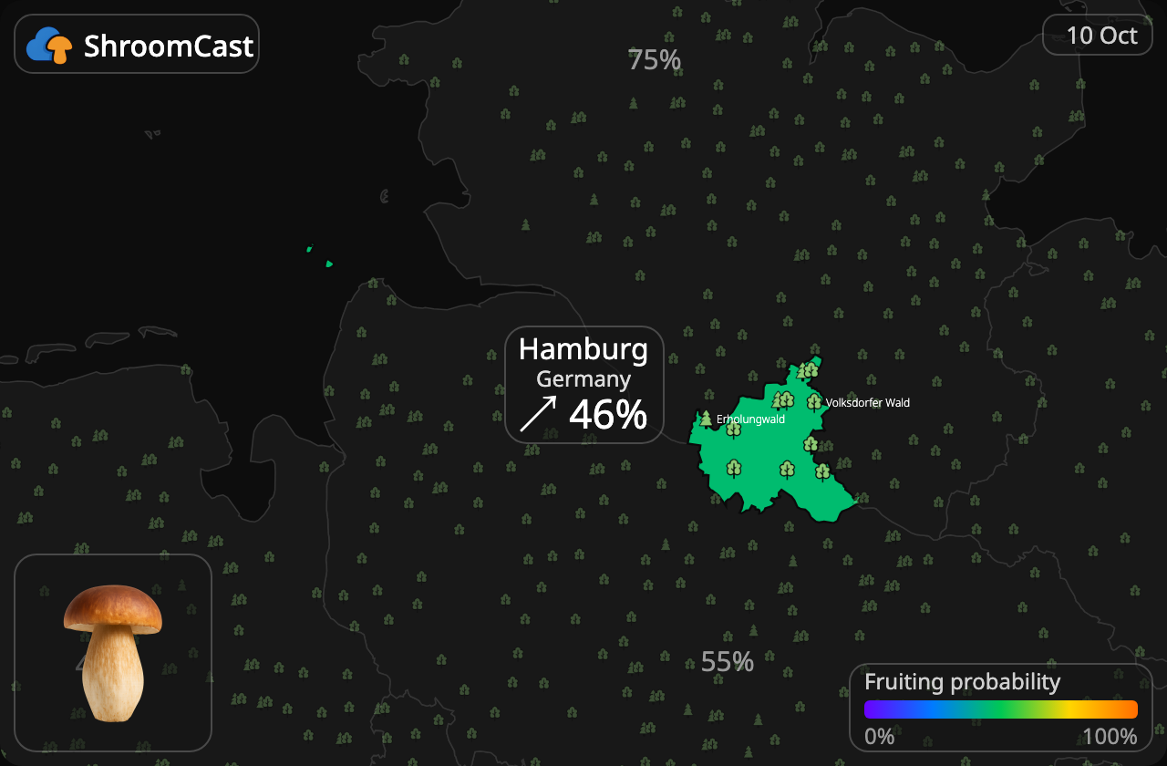 Boletus Hamburg