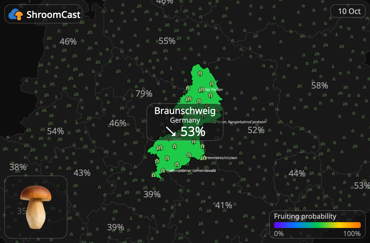 Boletus Braunschweig