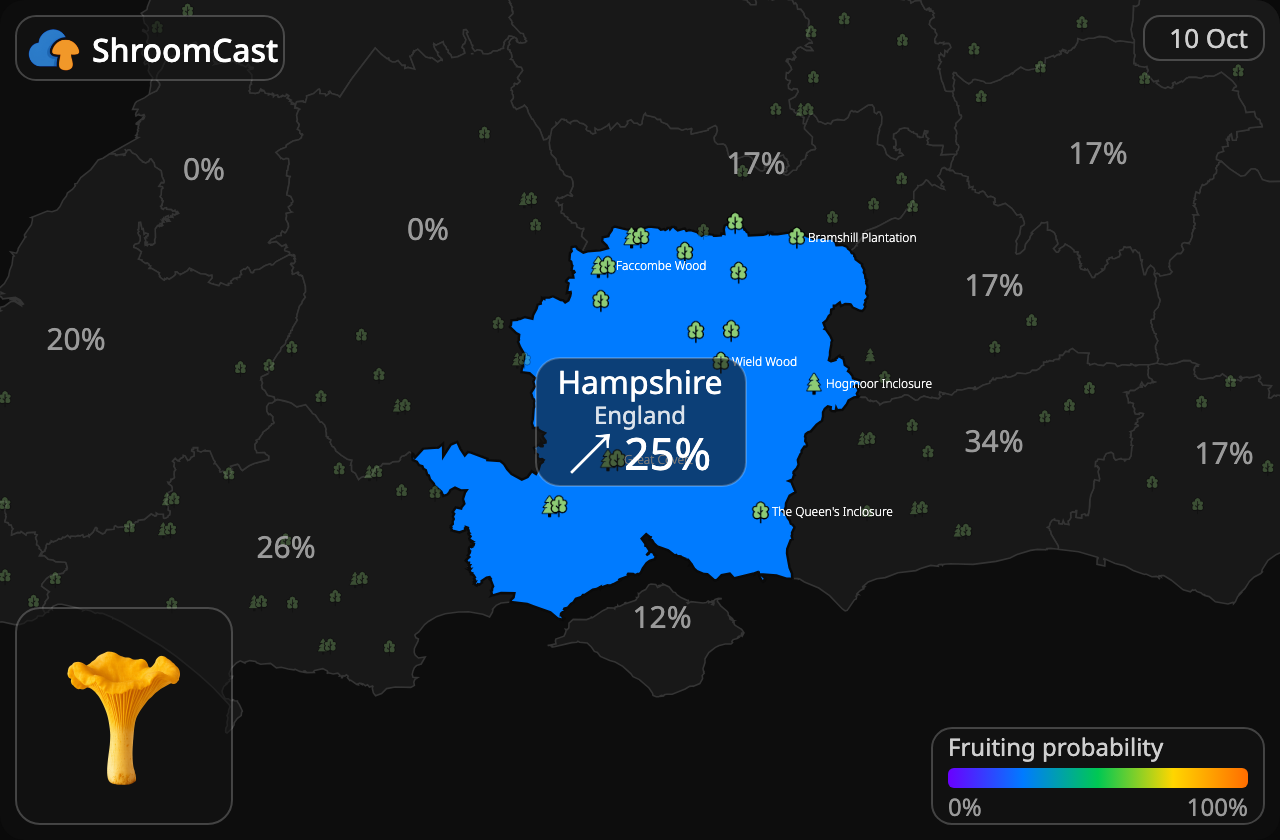 Rebozuelo Hampshire