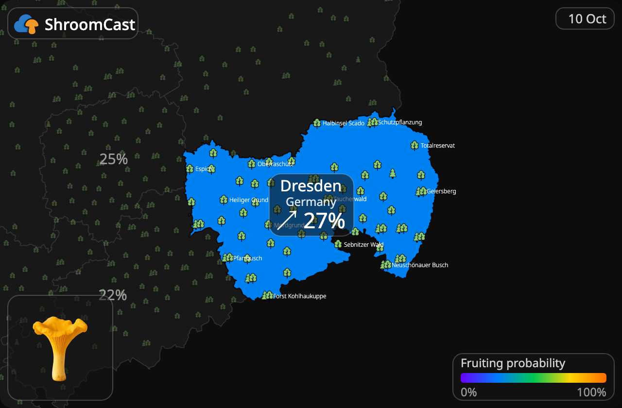 Rebozuelo Dresden