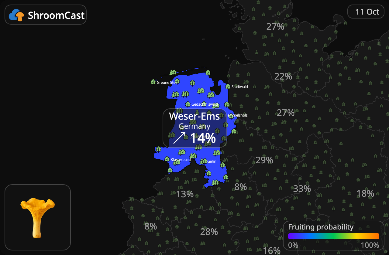 Rebozuelo Weser-Ems