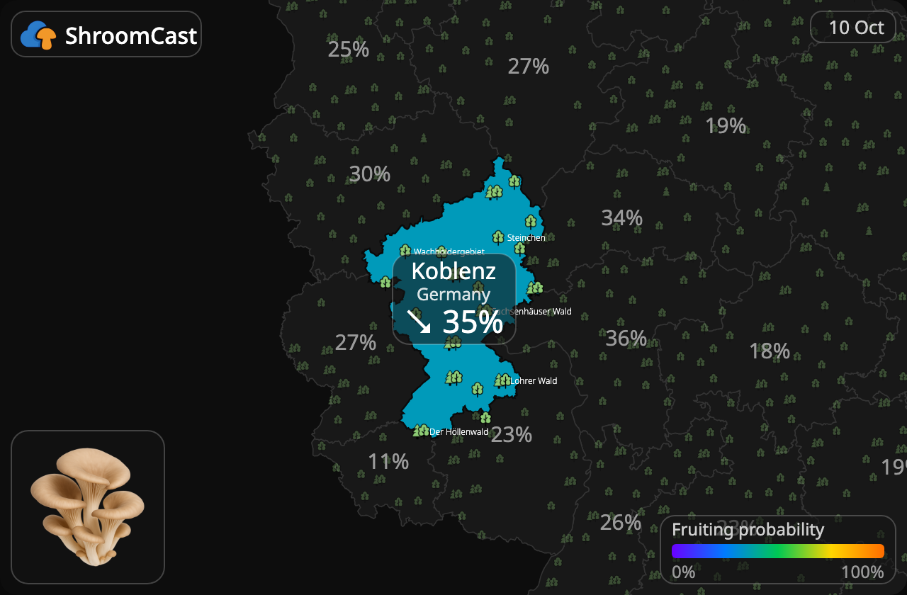 Seta de ostra Koblenz