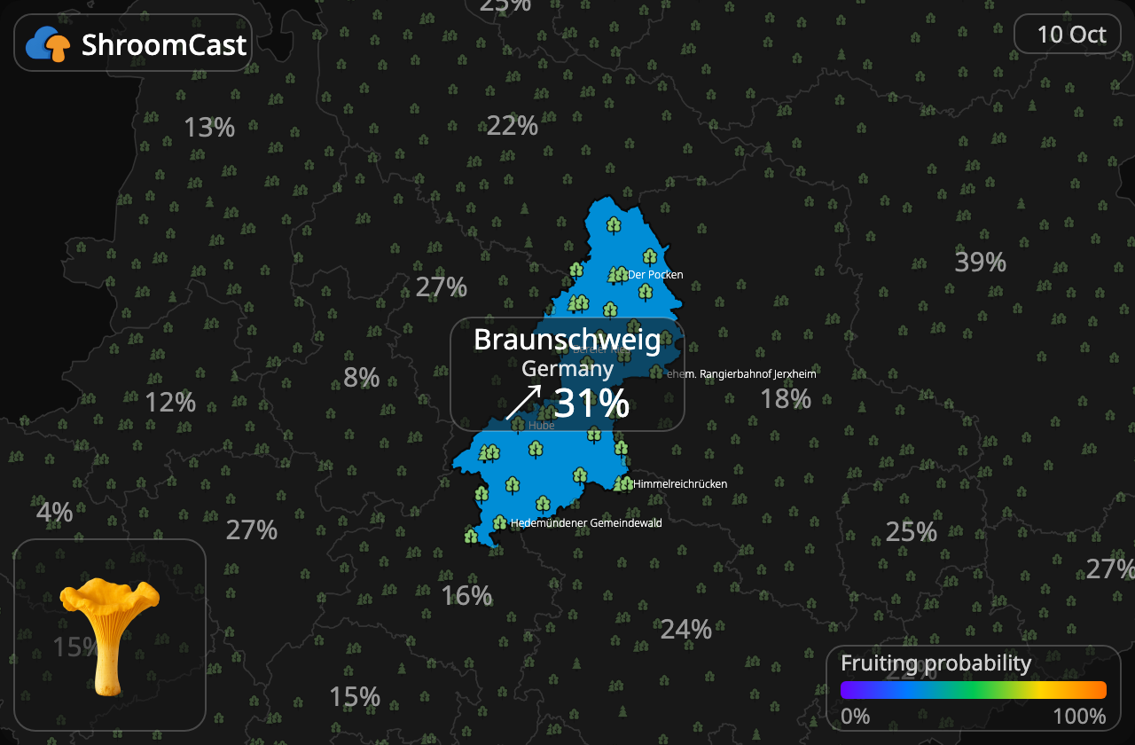 Rebozuelo Braunschweig