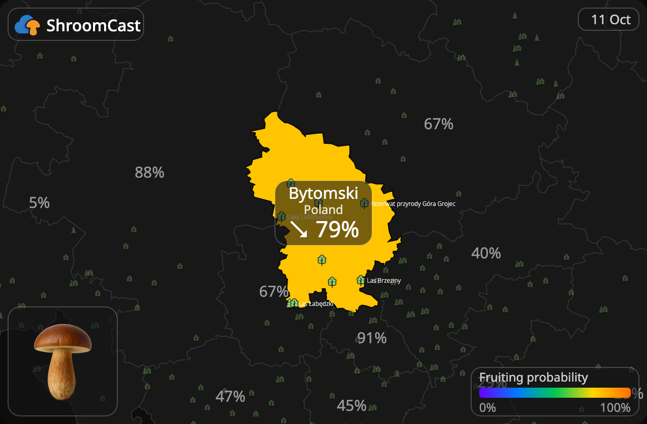 Boleto bayo Bytomski