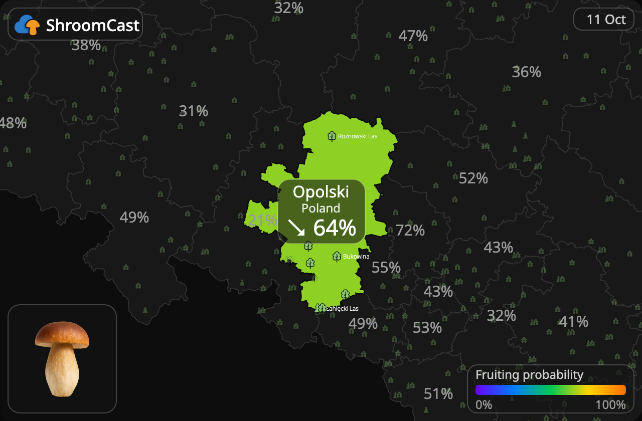 Boletus Opolski