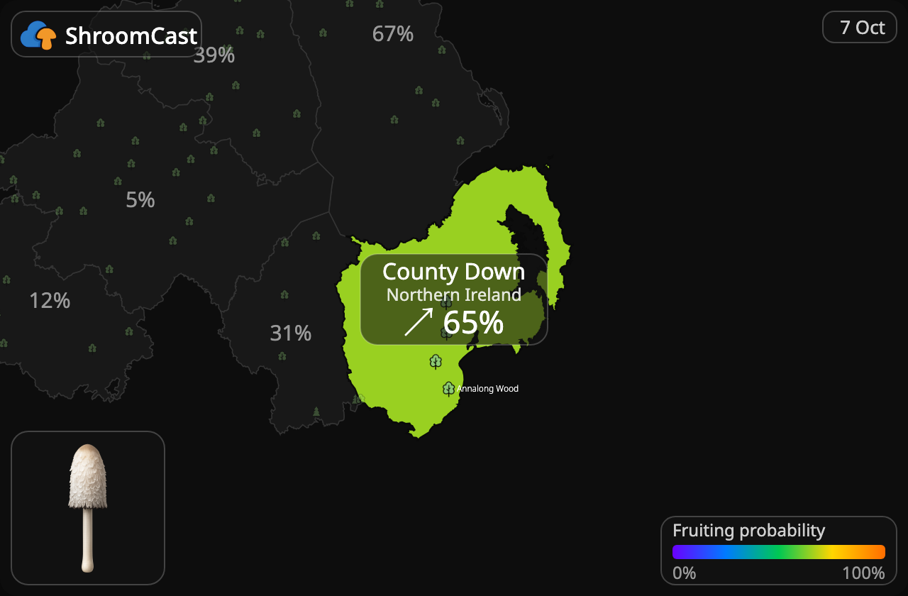 Schopftintling County Down