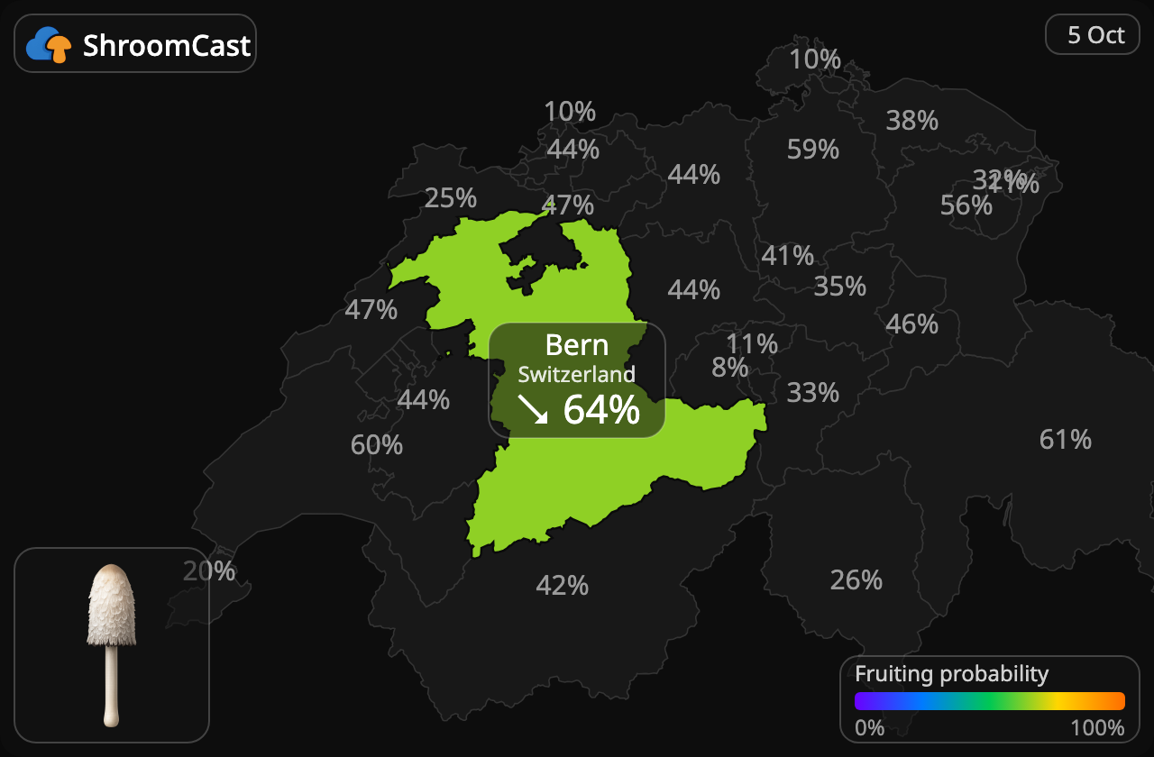 Suomumustesieni Bern