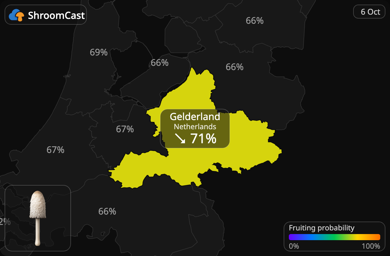 Гнойовик білий Gelderland