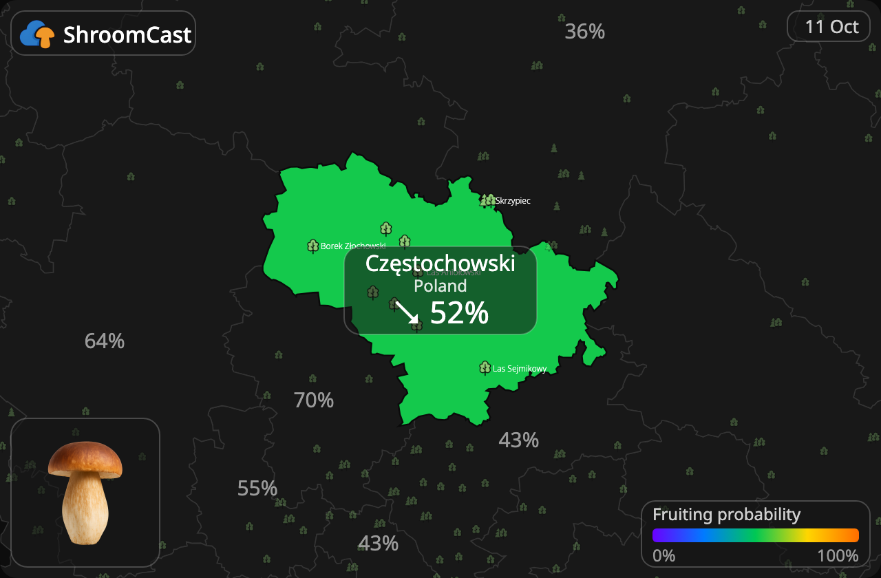 Boletus Częstochowski