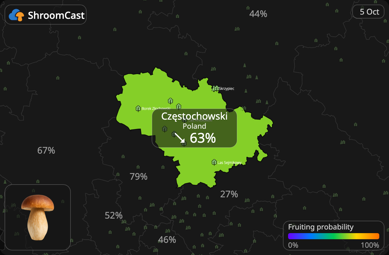 Porcino Częstochowski