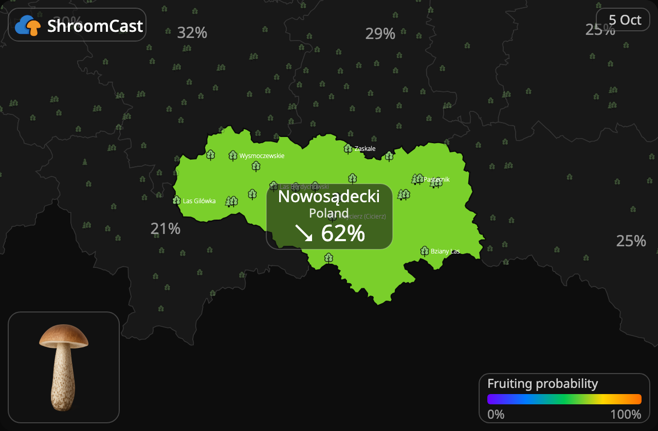 Lehmäntatti Nowosądecki