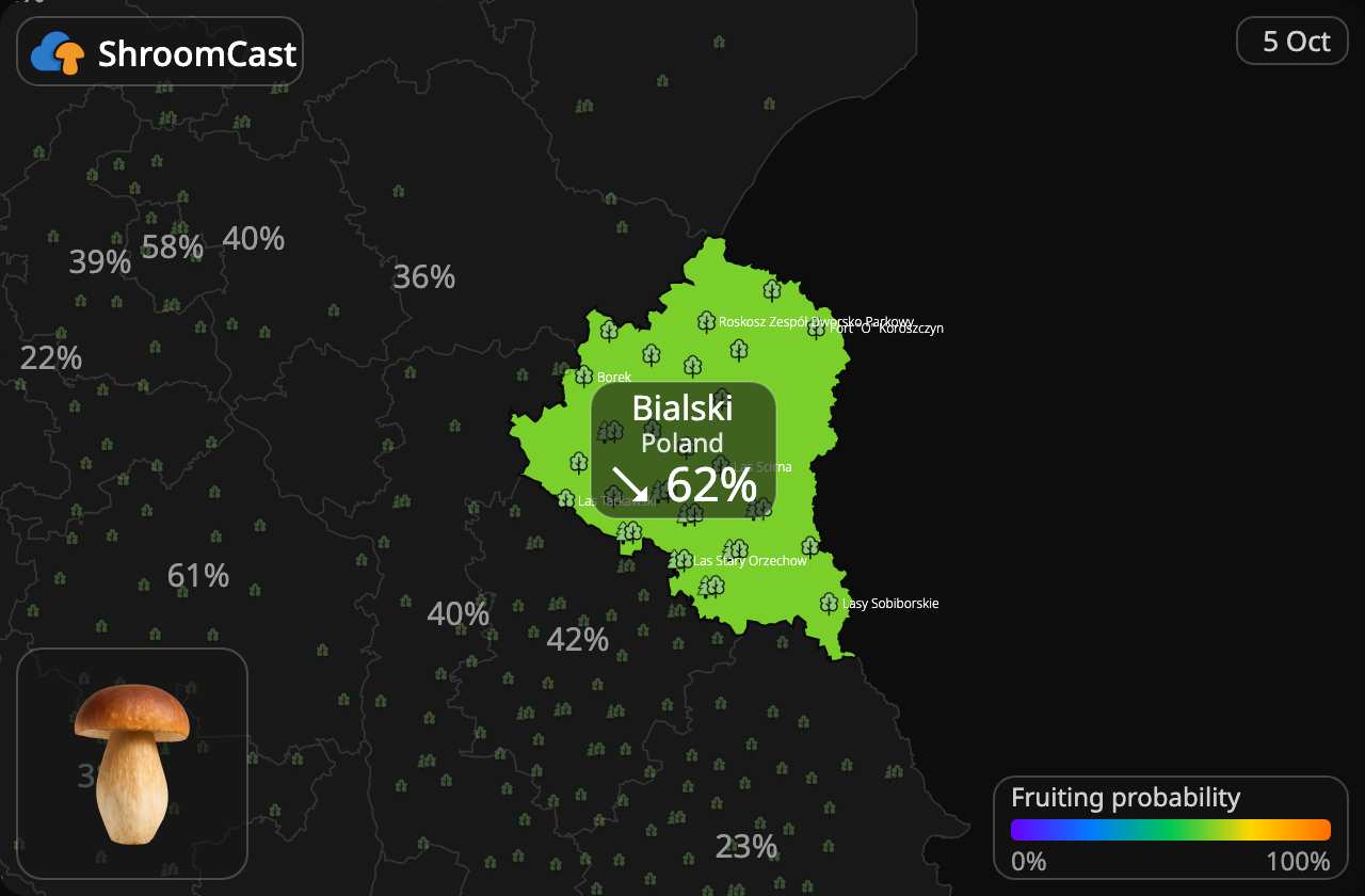 Steinsopp Bialski