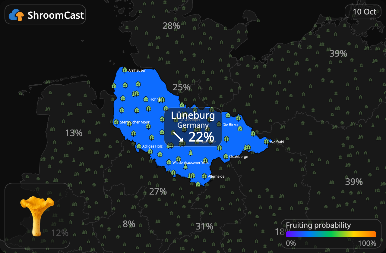 Rebozuelo Lüneburg