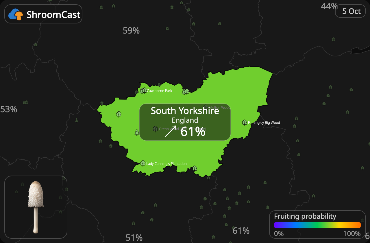 Schopftintling South Yorkshire