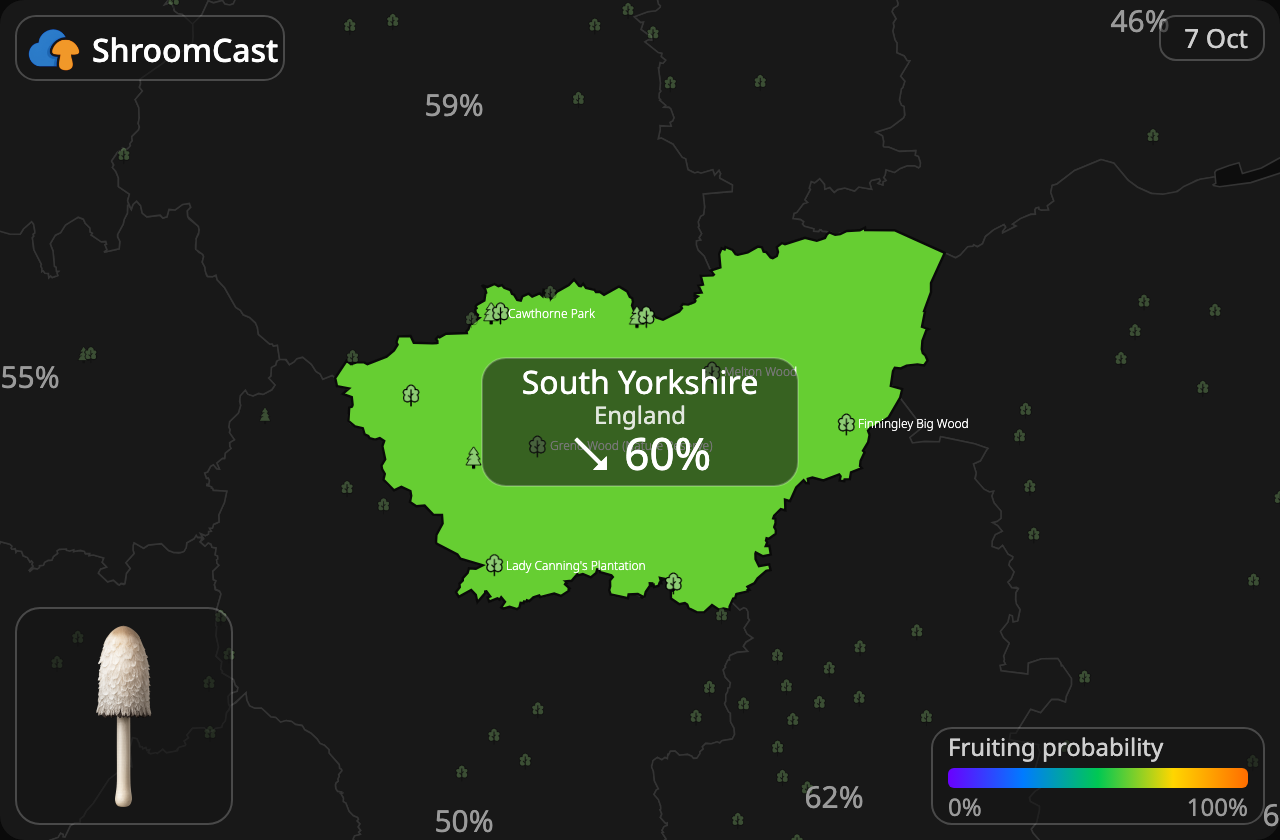 Гнойовик білий South Yorkshire