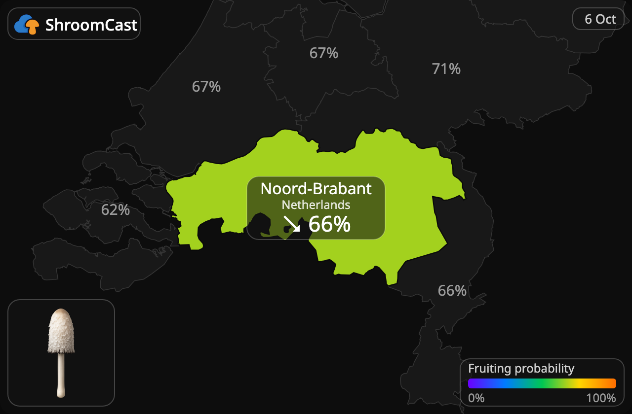 Schopftintling Noord-Brabant