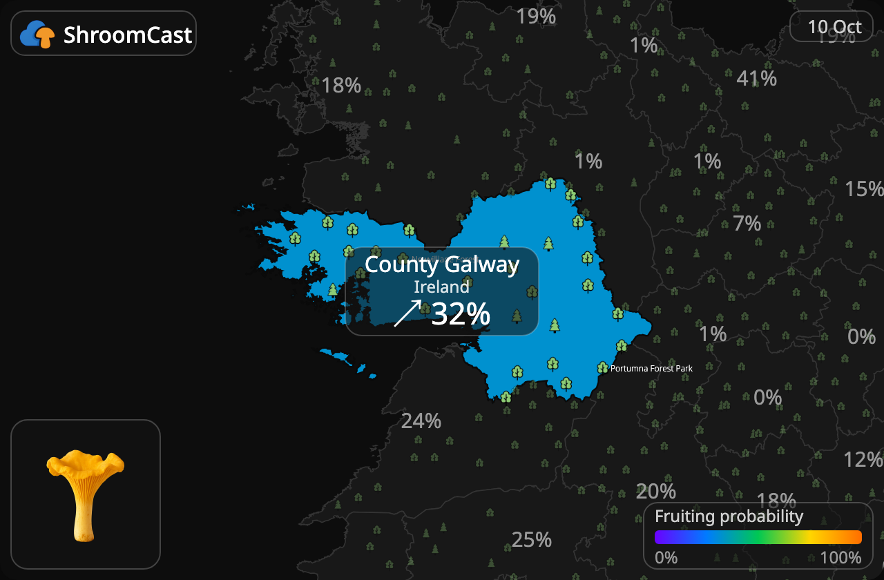 Rebozuelo County Galway