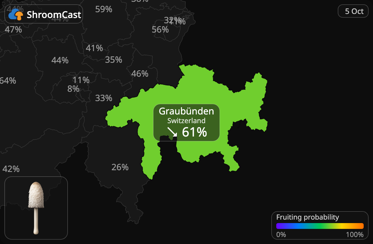Schopftintling Graubünden