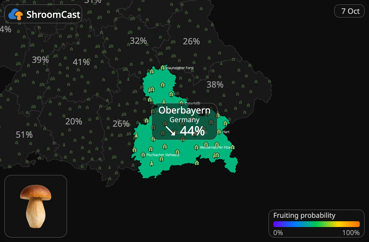 Cèpe Oberbayern