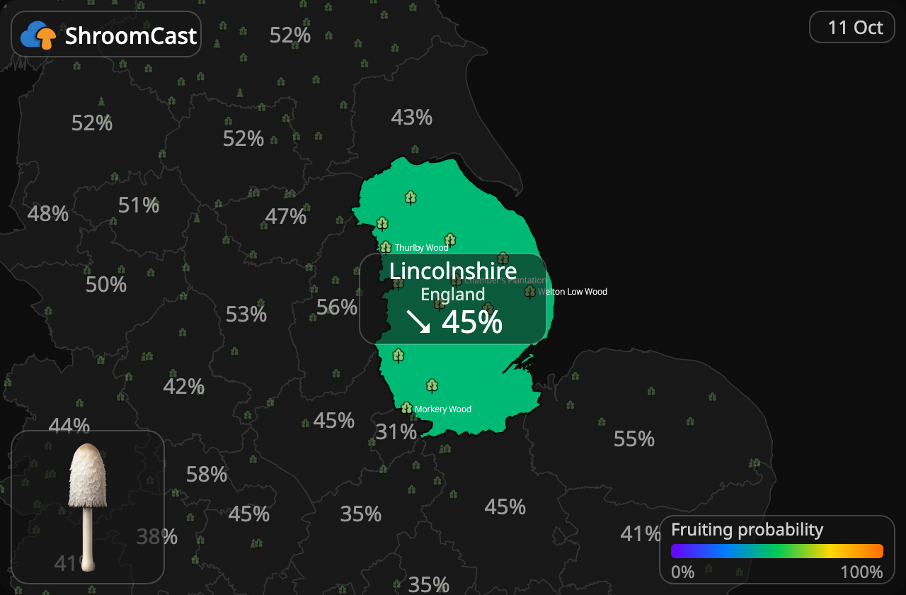 Barbuda Lincolnshire