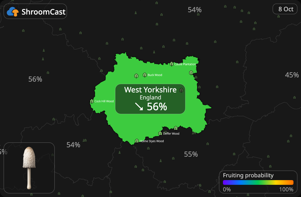 Matblekksopp West Yorkshire