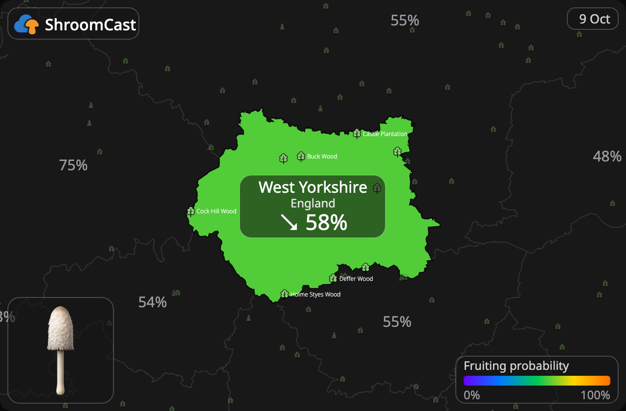 Matblekksopp West Yorkshire