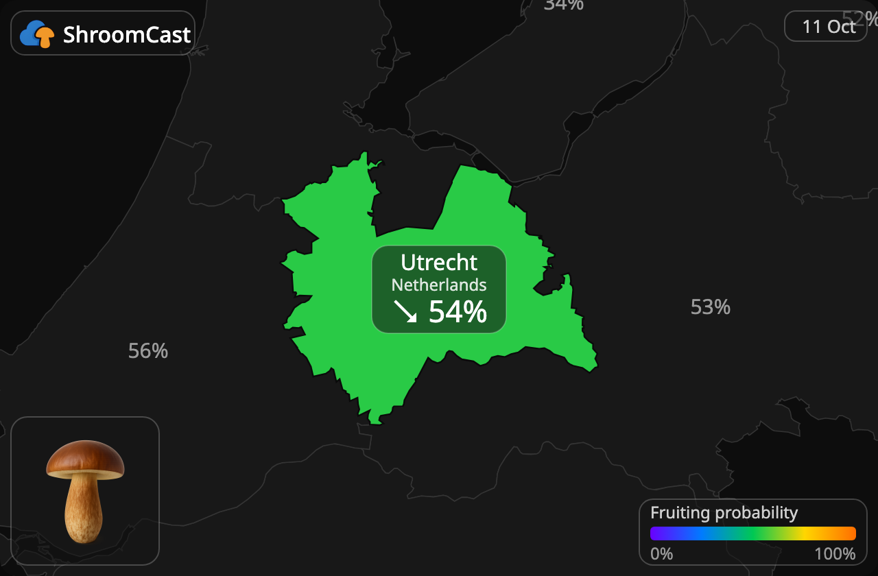 Boleto bayo Utrecht