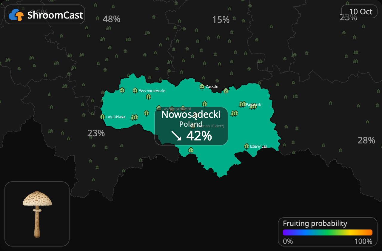 Parasol Nowosądecki
