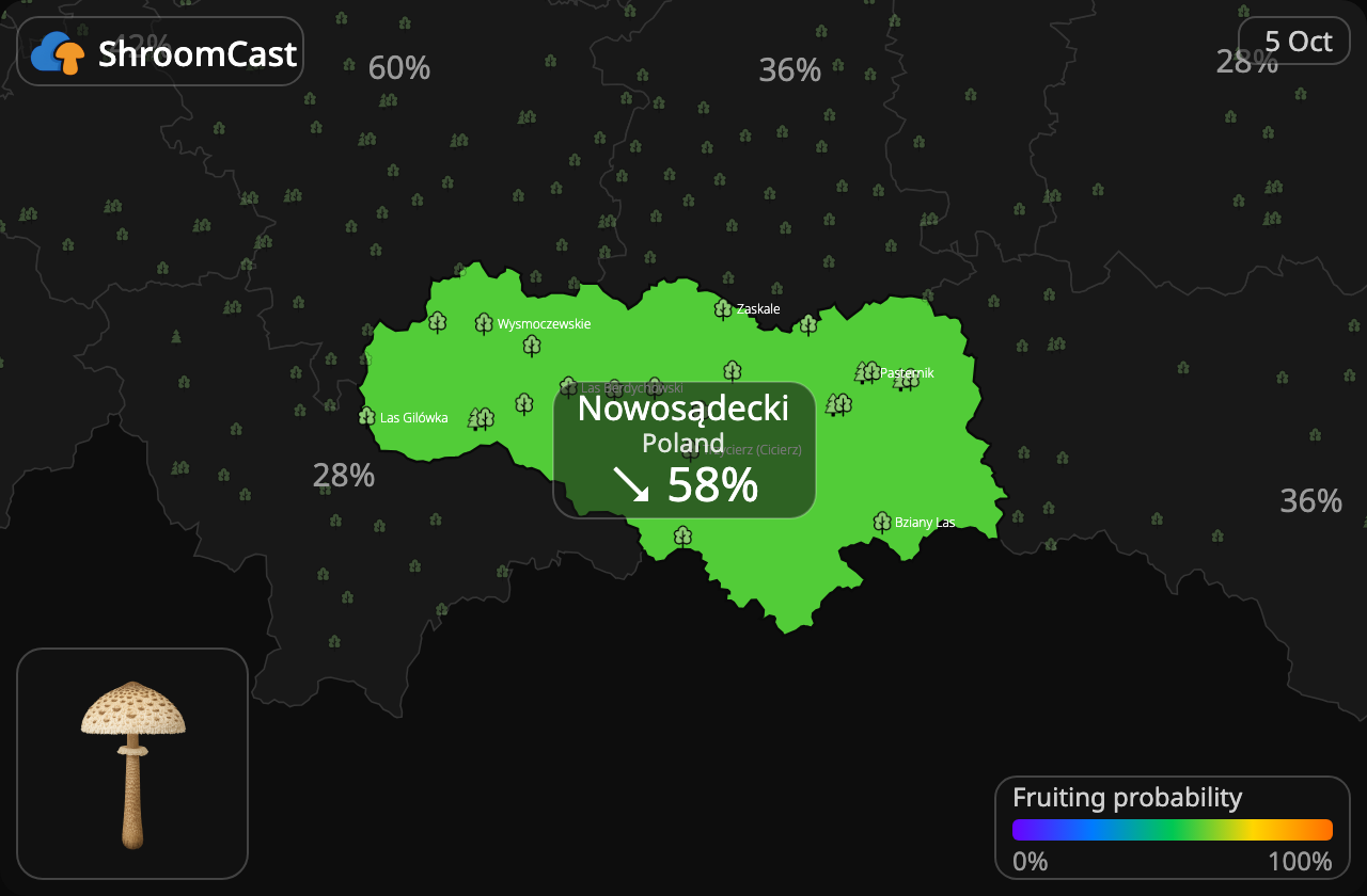 Ukonsieni Nowosądecki