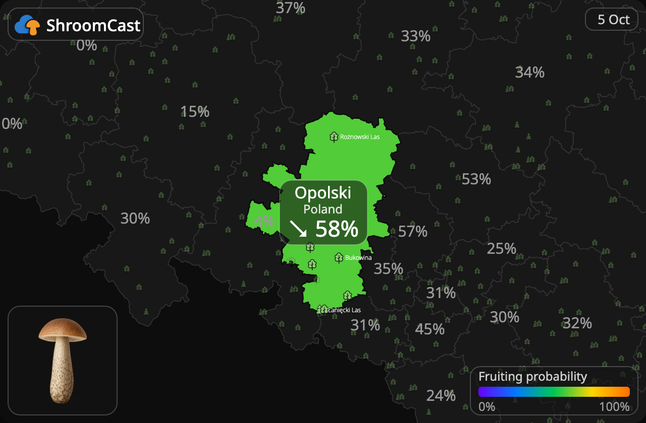 Lehmäntatti Opolski