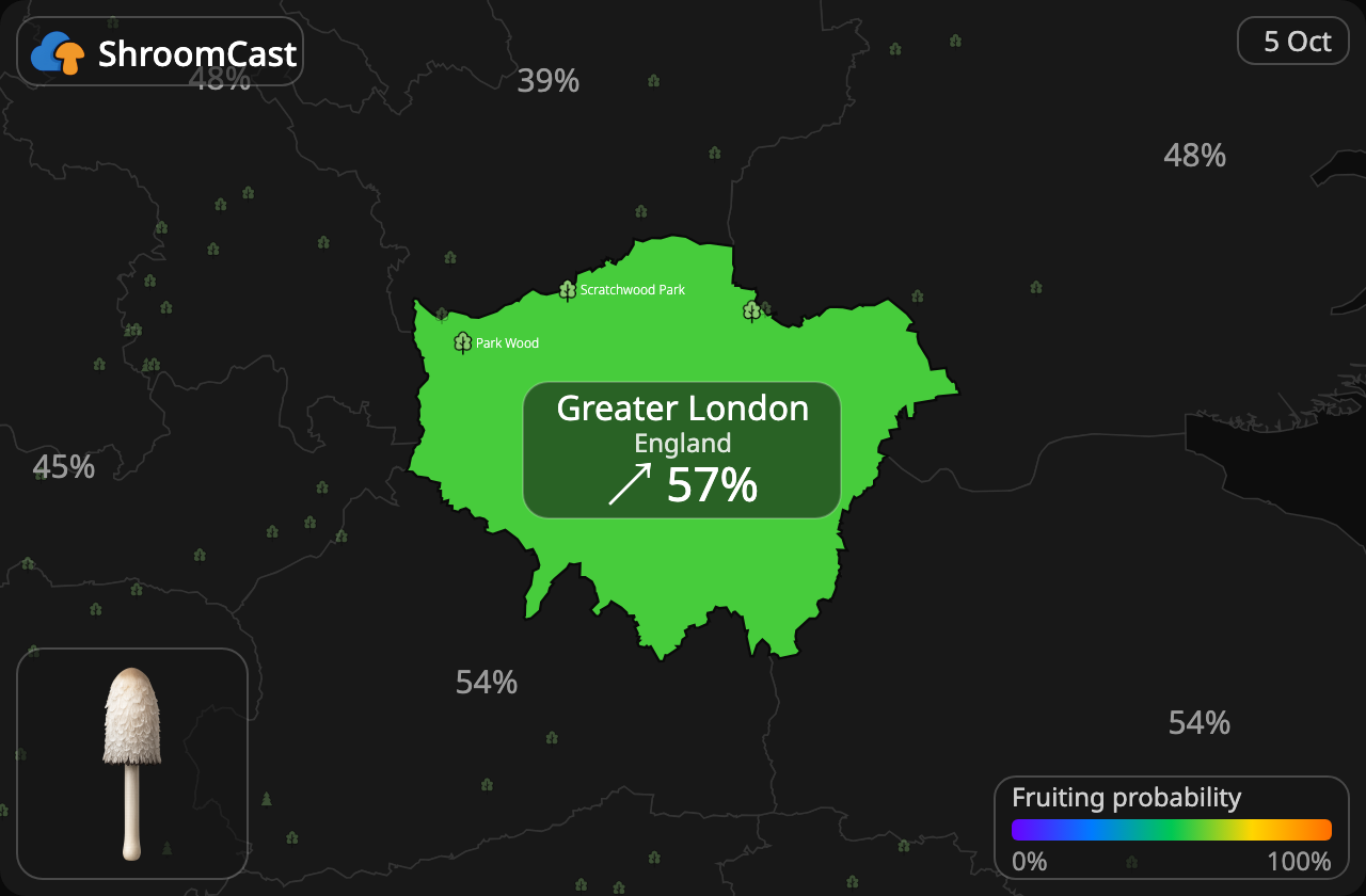 Schopftintling Greater London
