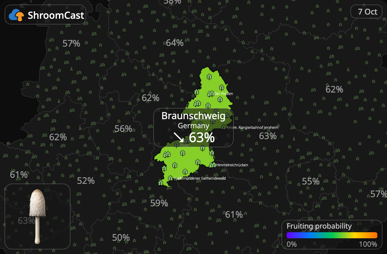 Гнойовик білий Braunschweig
