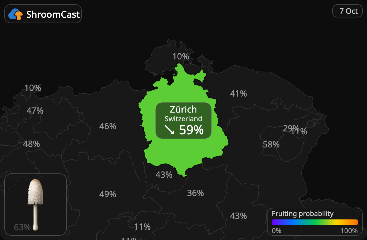 Coprino chiomato Zürich