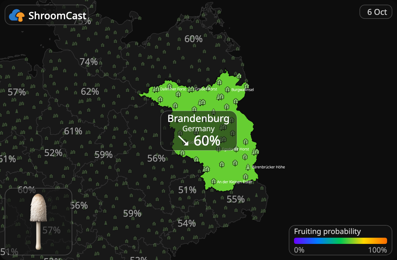 Suomumustesieni Brandenburg